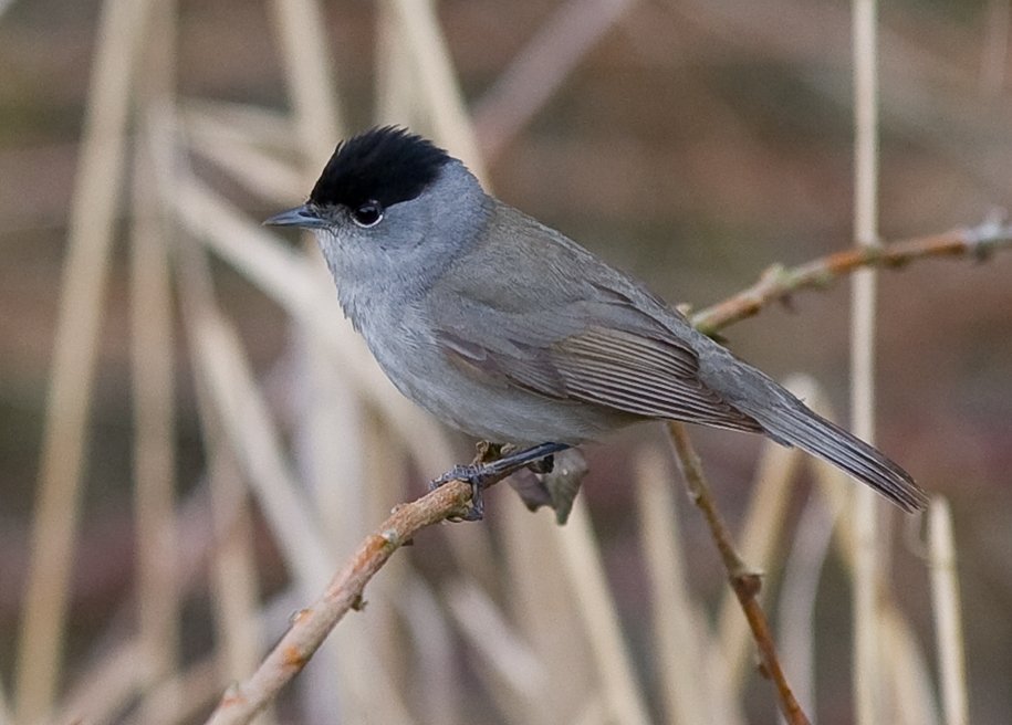 Славка-черноголовка — Фотографии 1