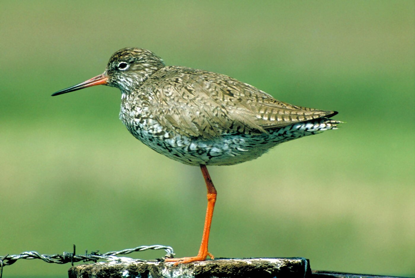 Common redshank — Photographs 1