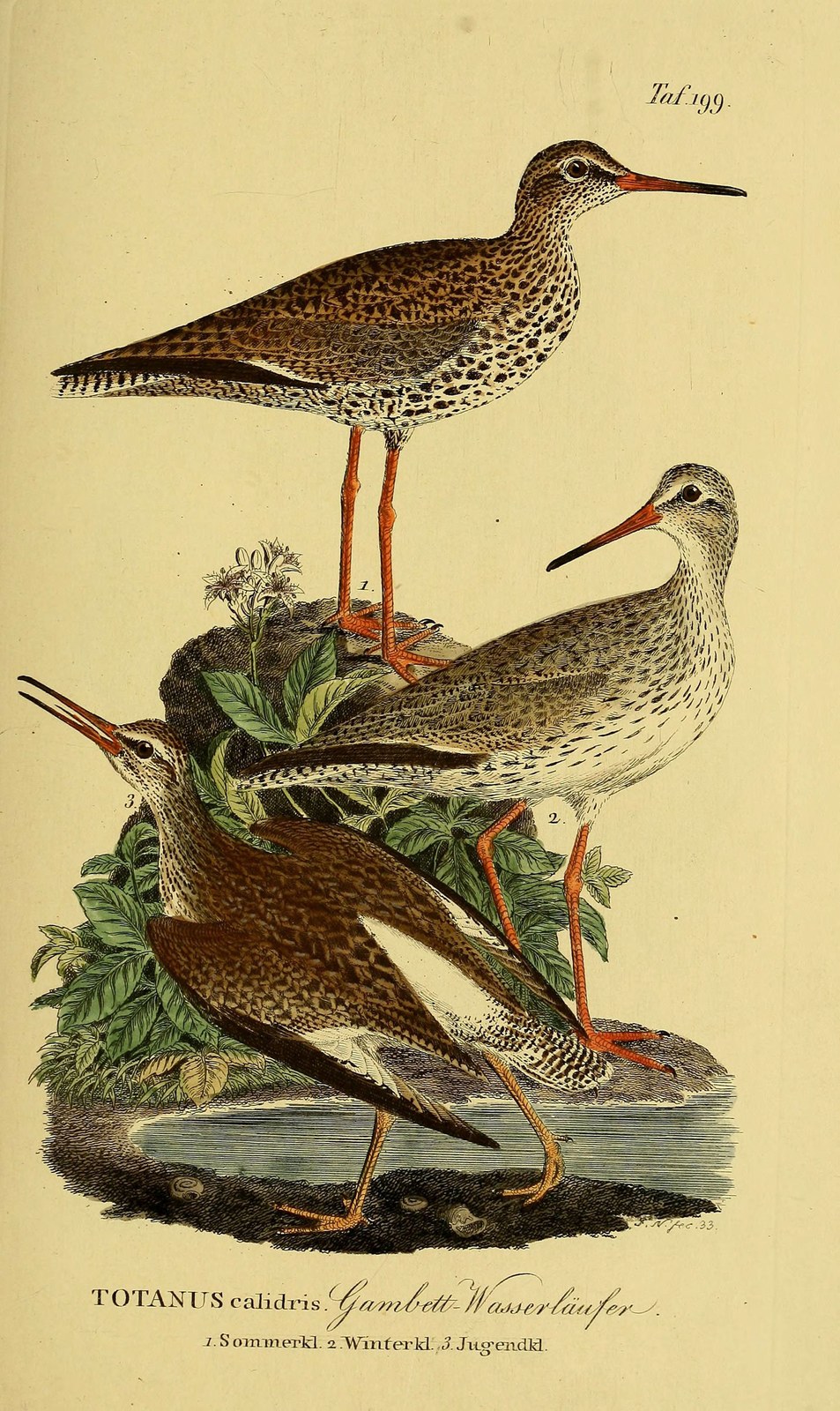 Common redshank — Photographs 2