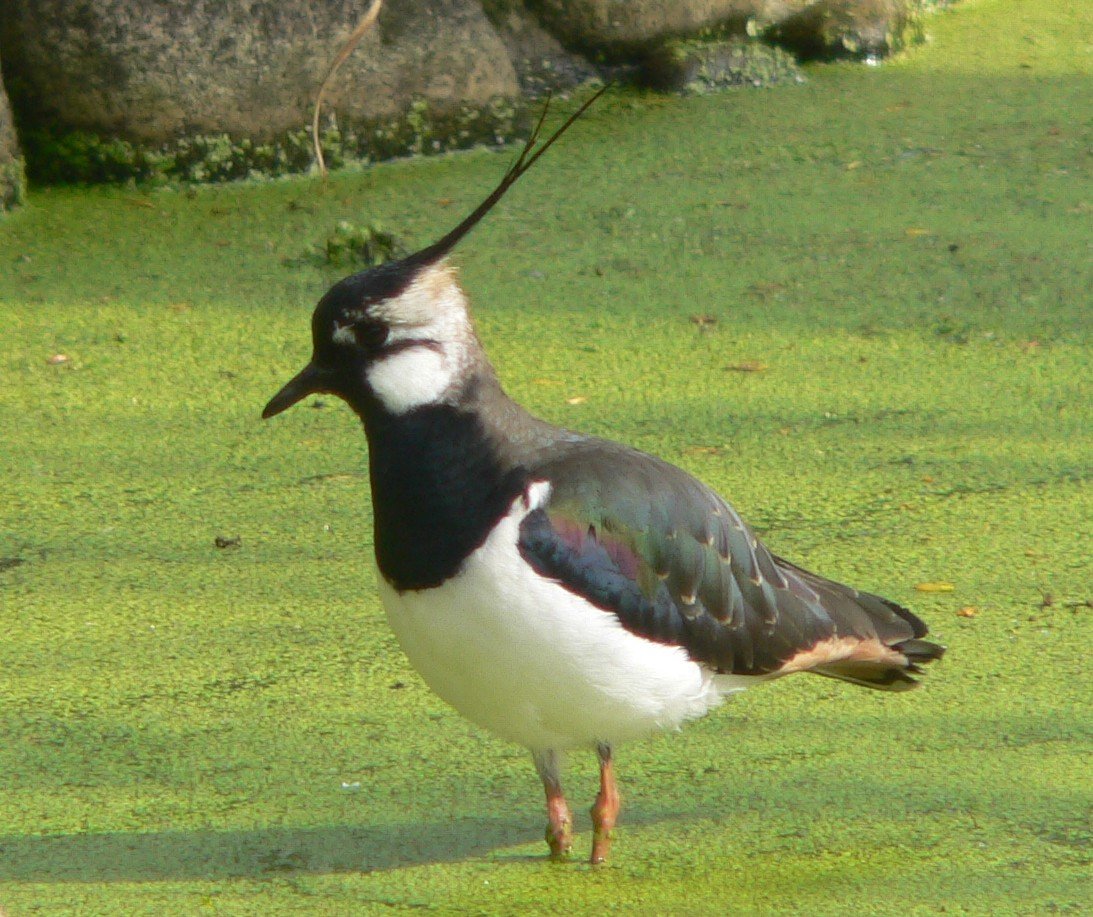 Northern lapwing — Photographs 1