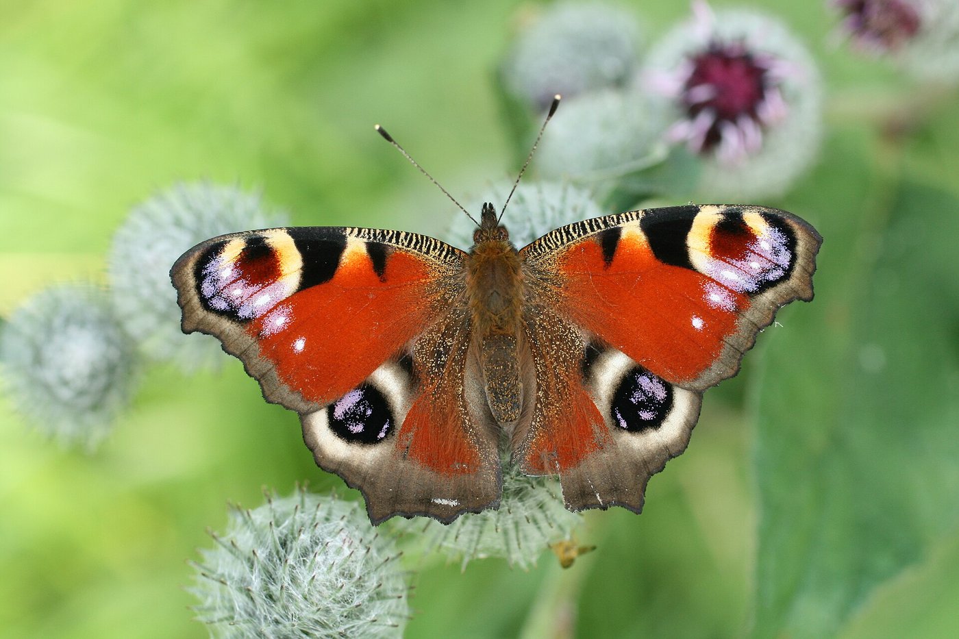 European peacock — Photographs 1