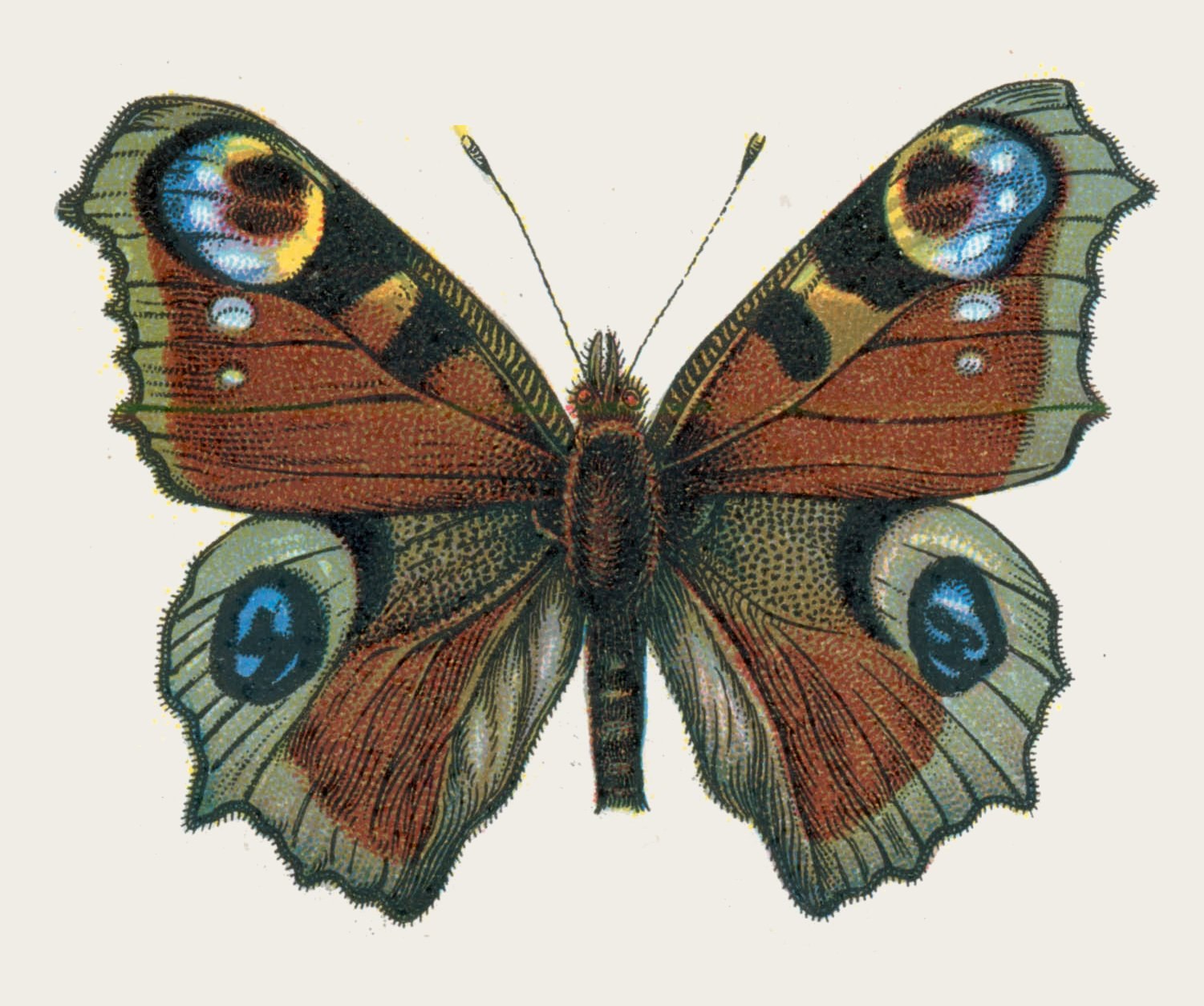 European peacock — Photographs 2