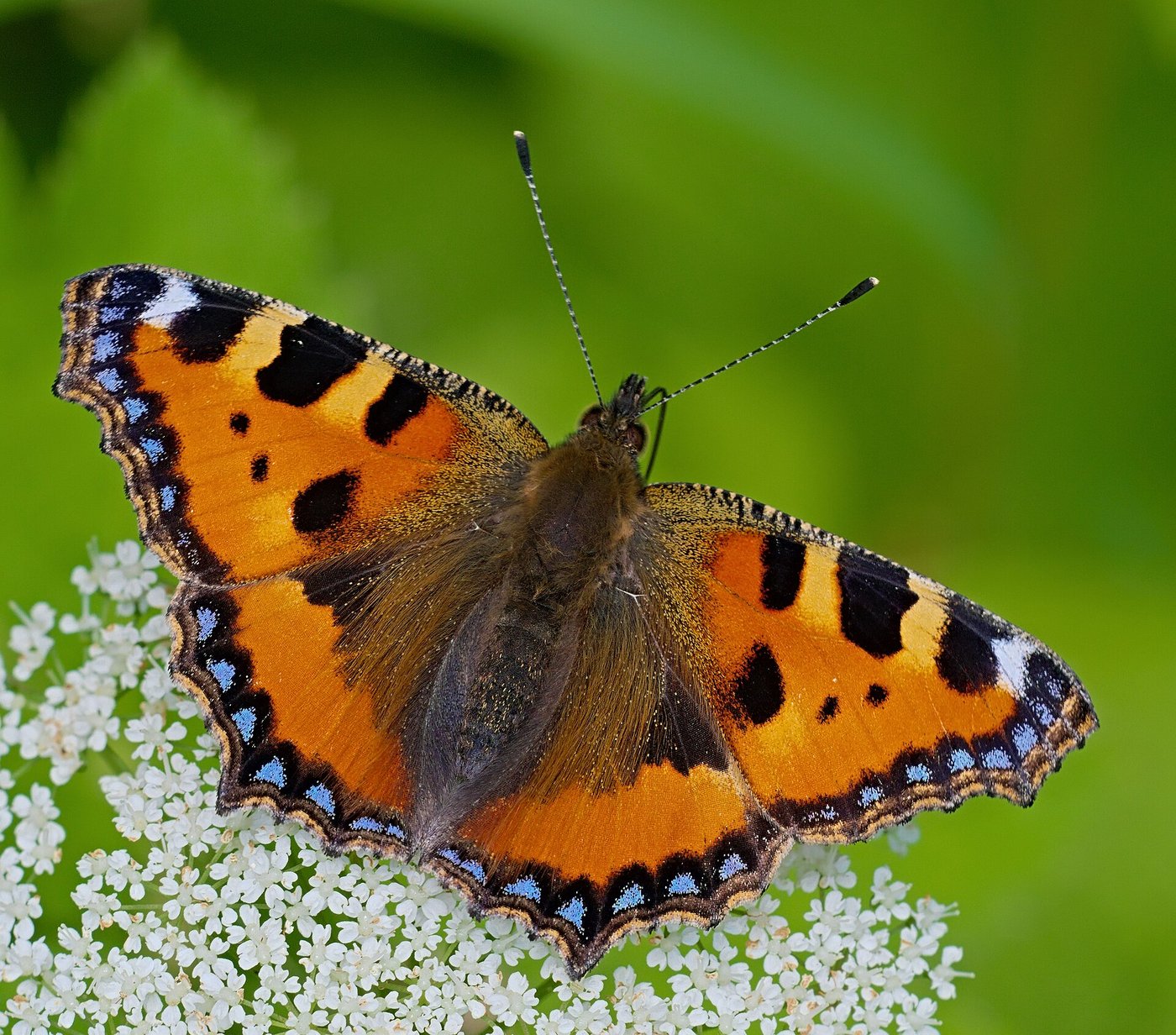 Small tortoiseshell — Photographs 1