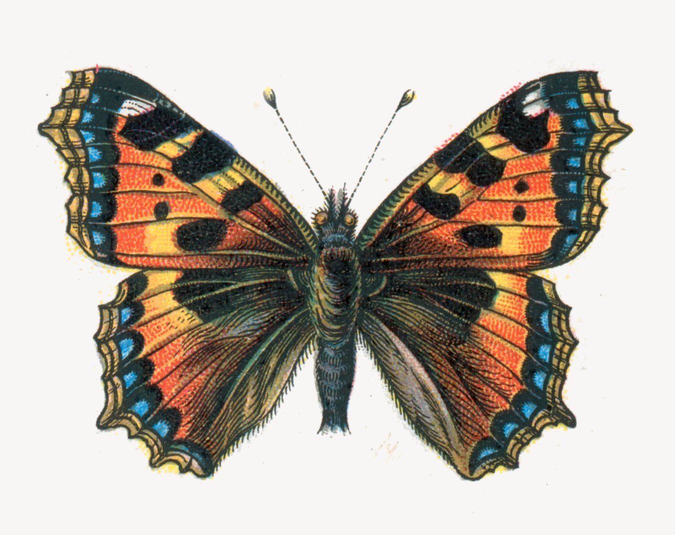Small tortoiseshell — Photographs 2