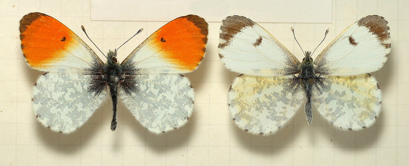 Orange tip — Photographs 1