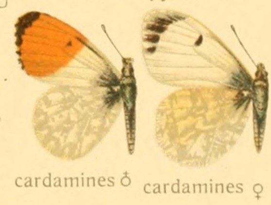 Orange tip — Photographs 2