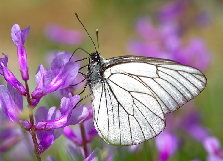 Black-veined white — Photographs 1