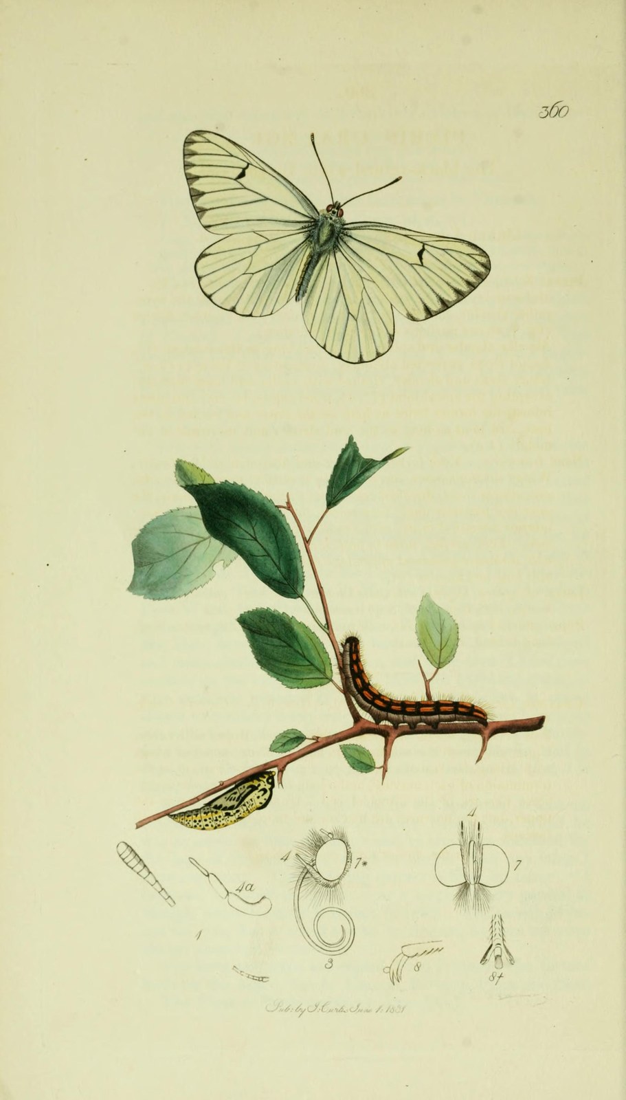 Black-veined white — Photographs 2