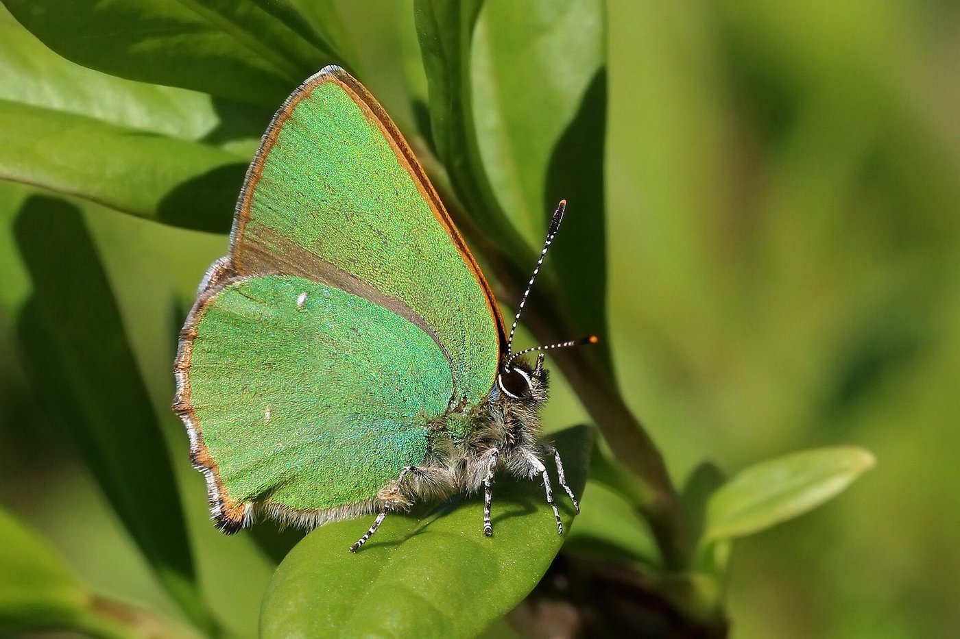Green hairstreak — Photographs 1
