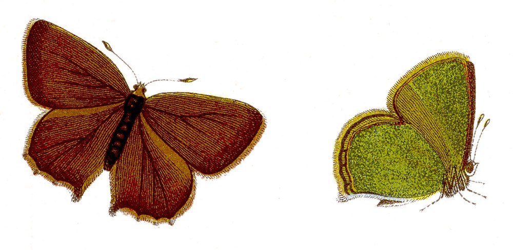 Green hairstreak — Photographs 2