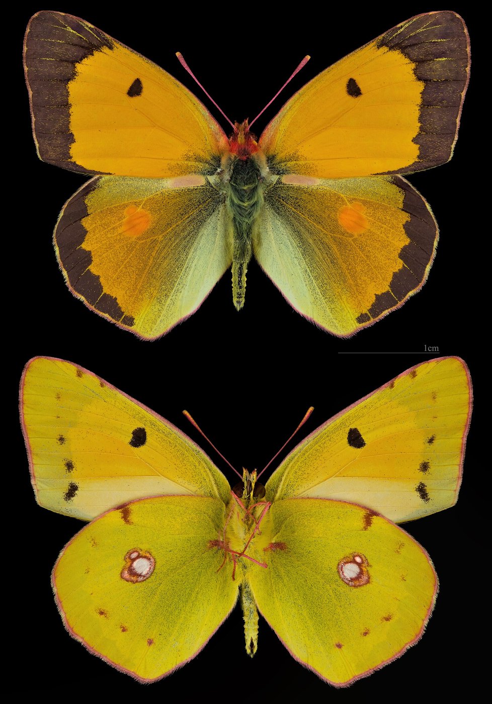 Clouded yellow — Photographs 1