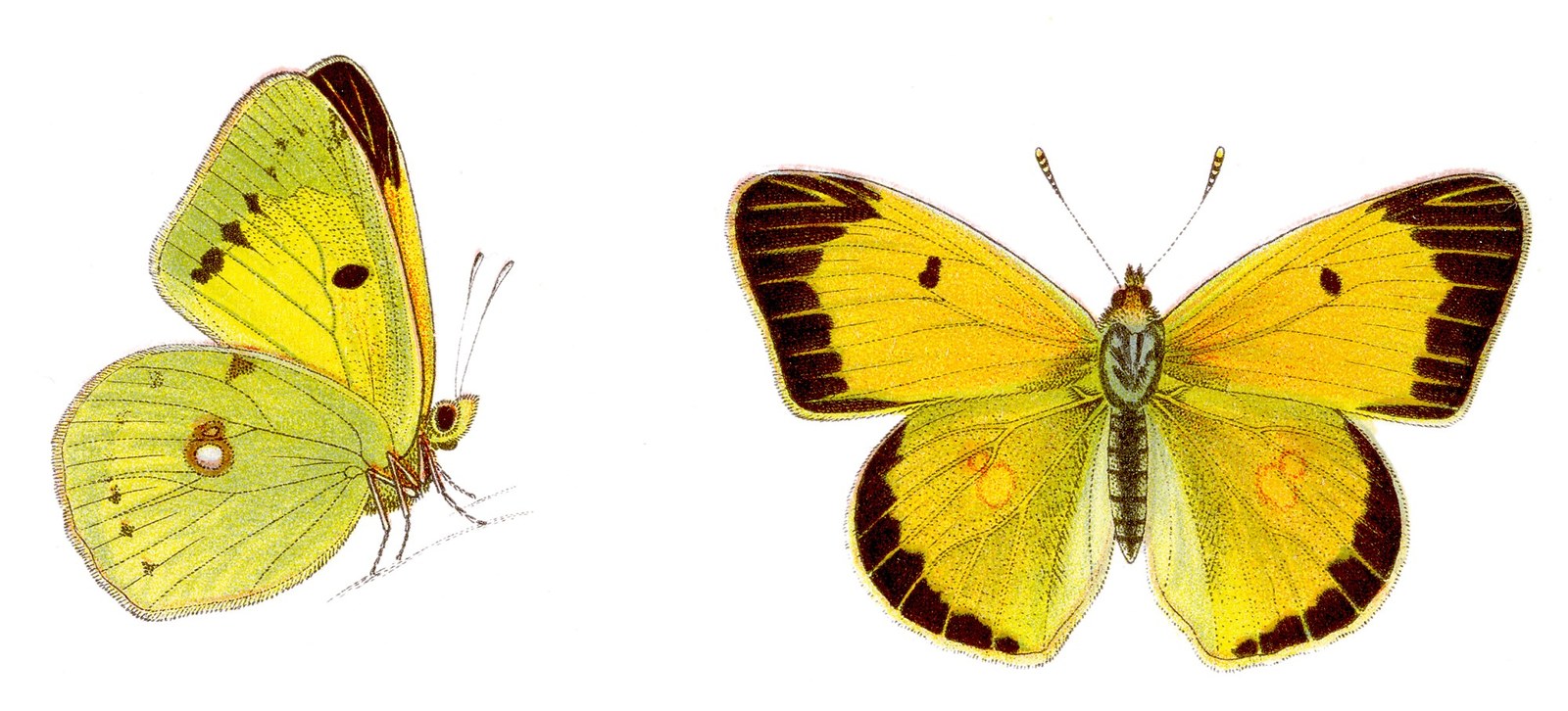 Clouded yellow — Photographs 2