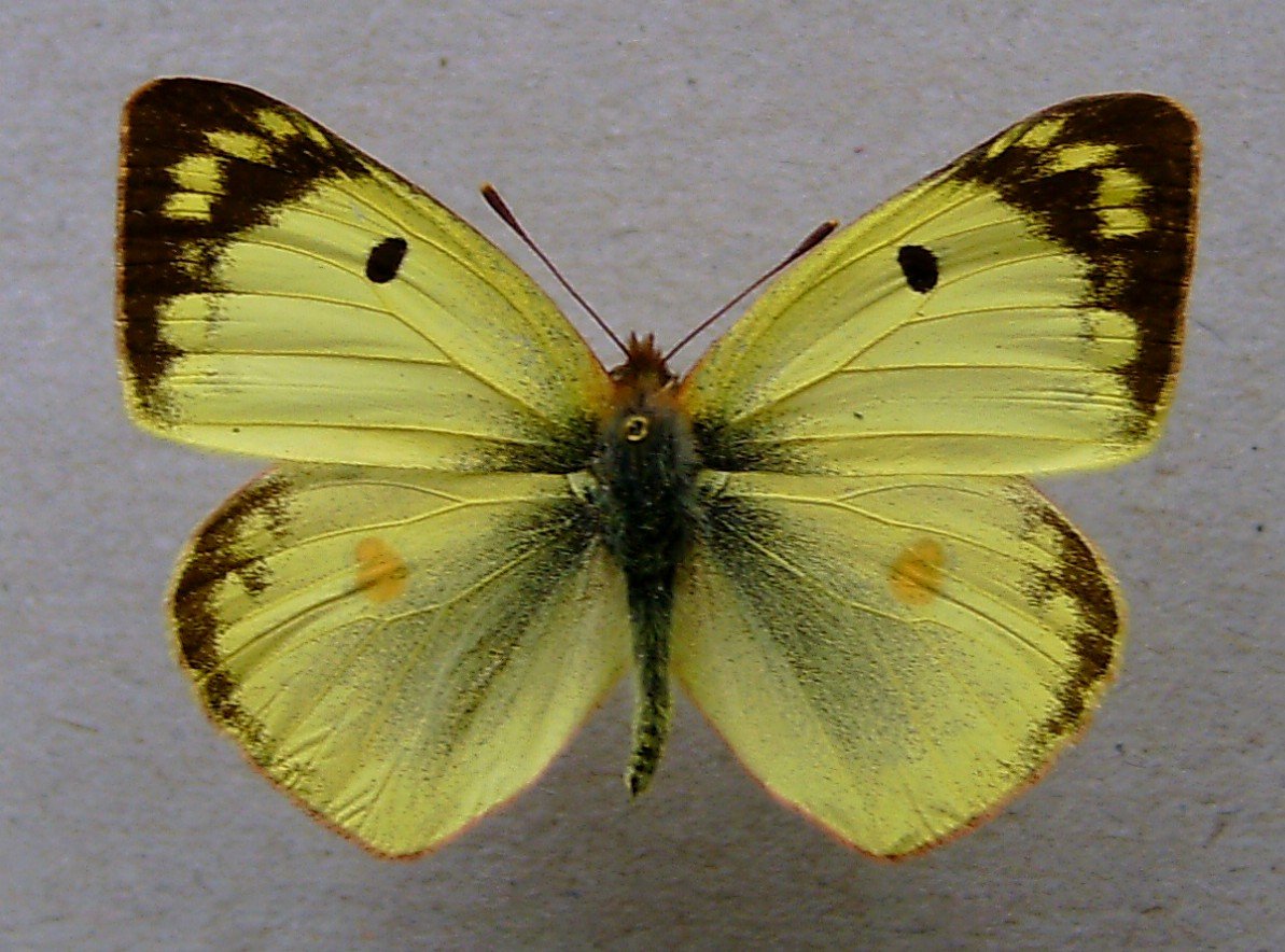 Goldene Acht — Fotos 1