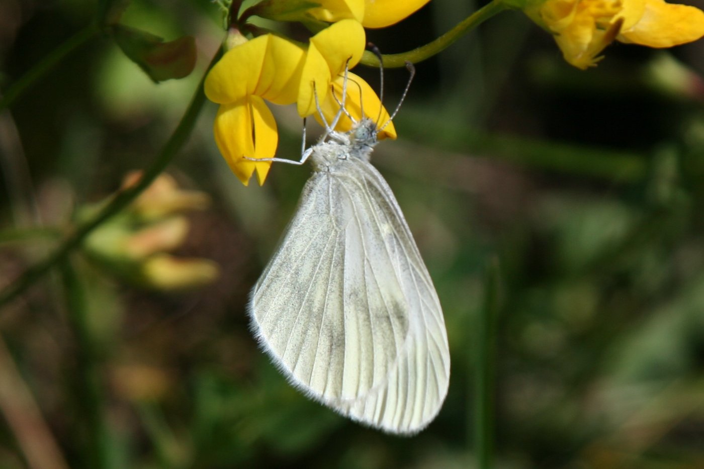 Wood white — Photographs 1