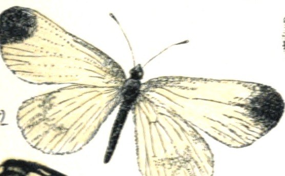 Wood white — Photographs 2