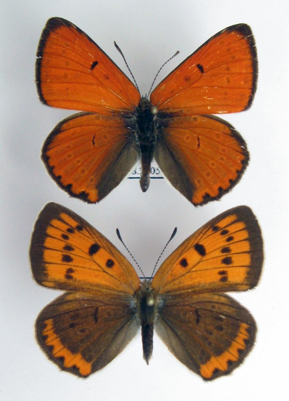 Large copper — Photographs 1