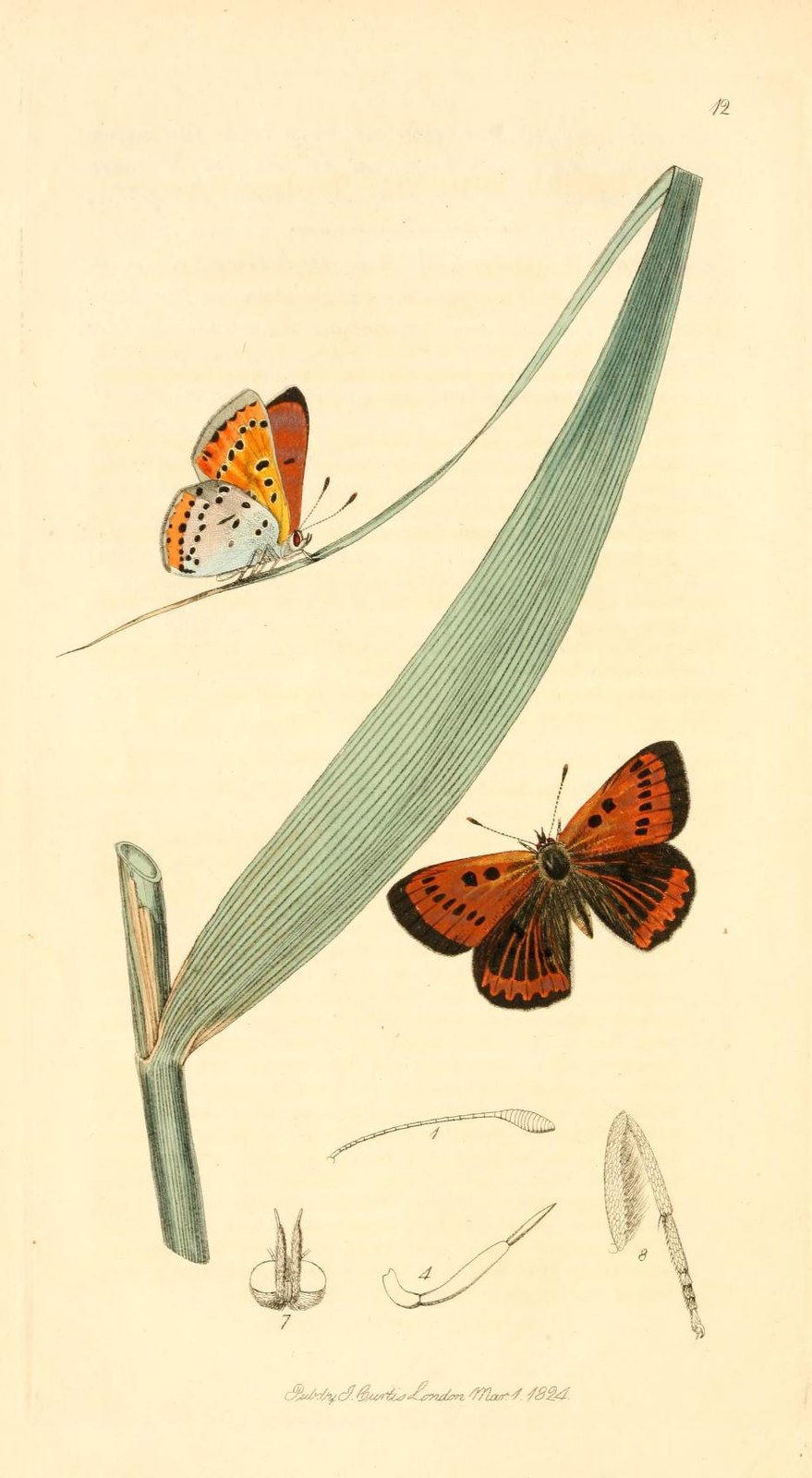 Large copper — Photographs 2