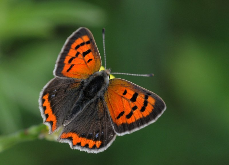 Small copper — Photographs 1