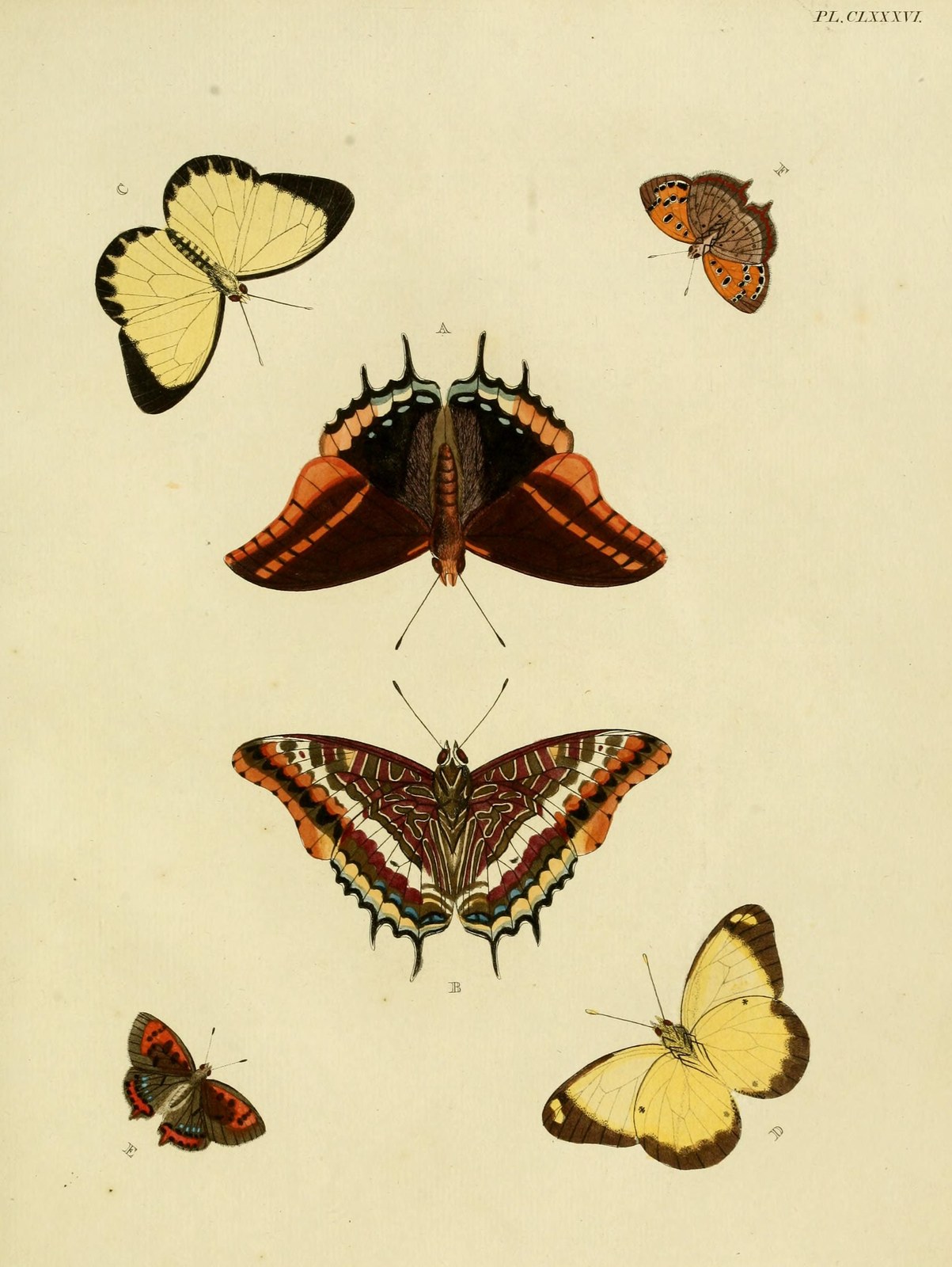 Small copper — Photographs 2
