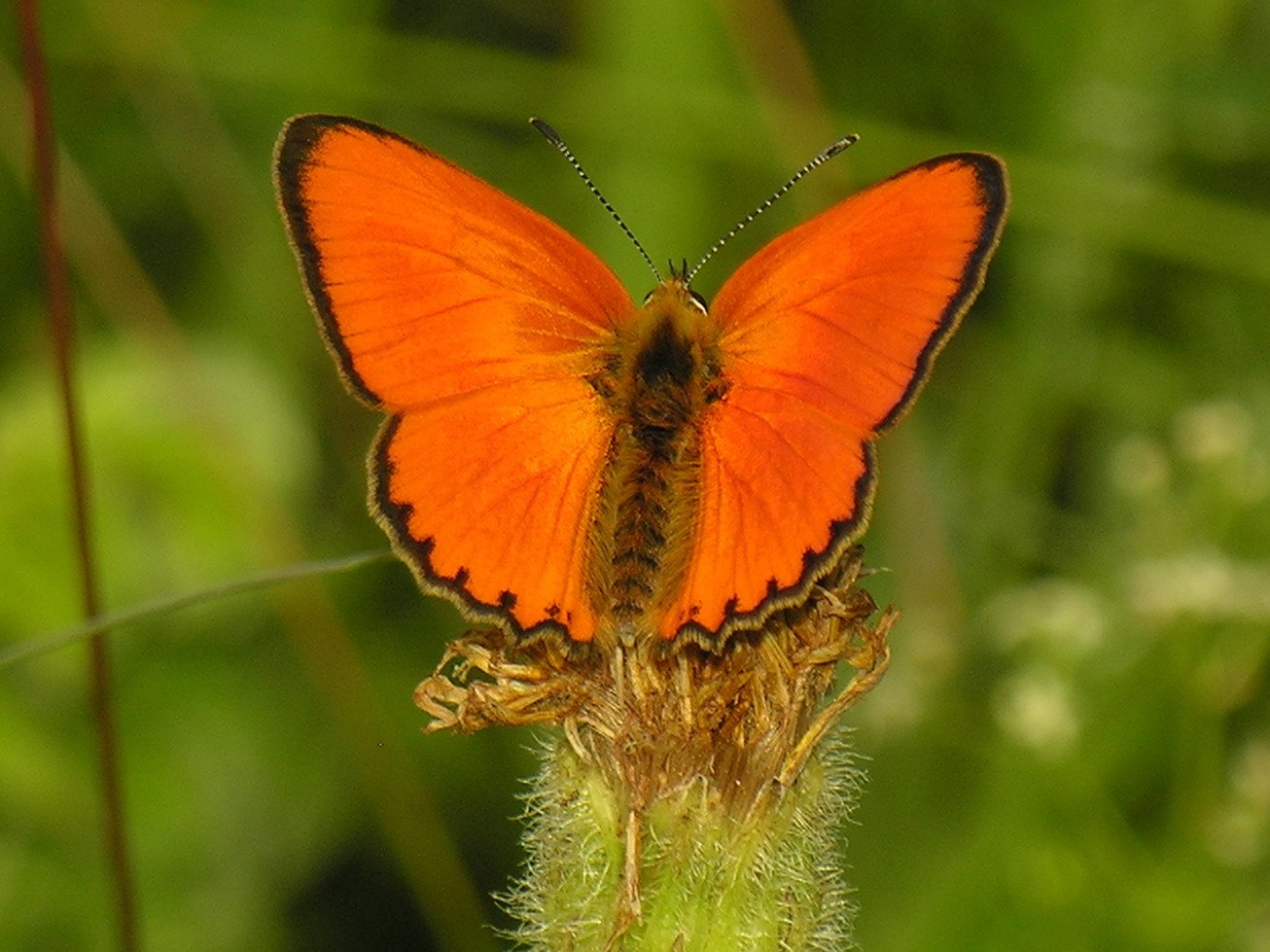 Scarce copper — Photographs 1