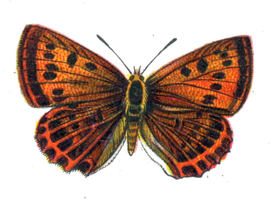 Scarce copper — Photographs 2