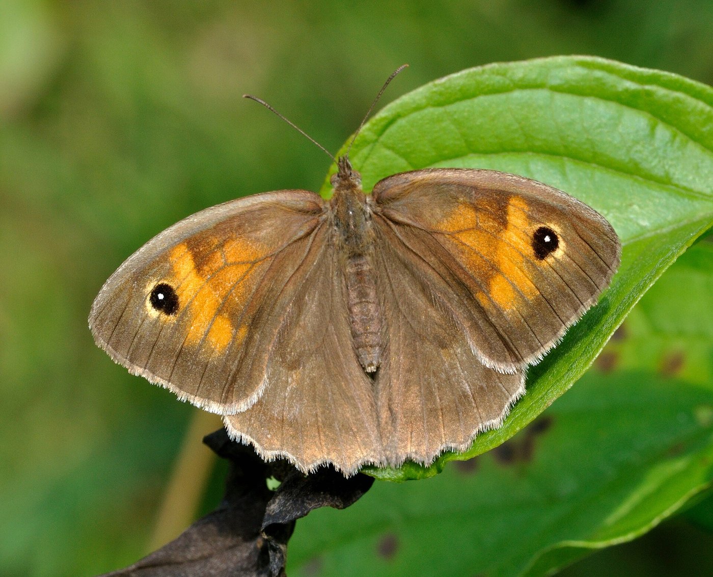 Meadow brown — Photographs 1