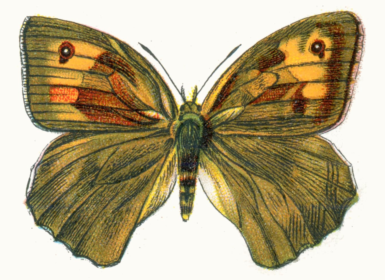 Meadow brown — Photographs 2