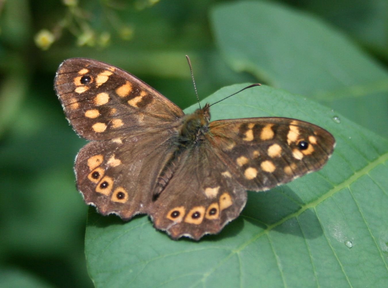 Speckled wood — Photographs 1