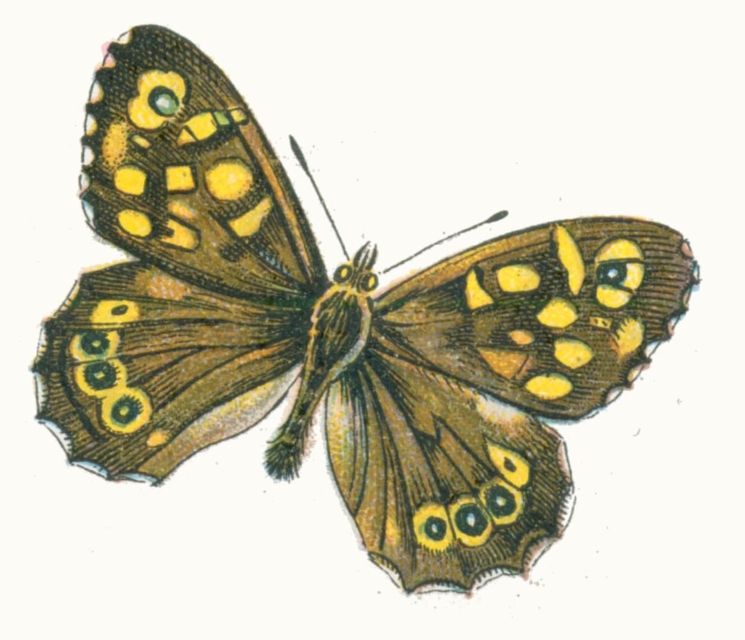 Speckled wood — Photographs 2