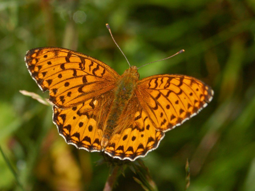 Dark green fritillary — Photographs 1