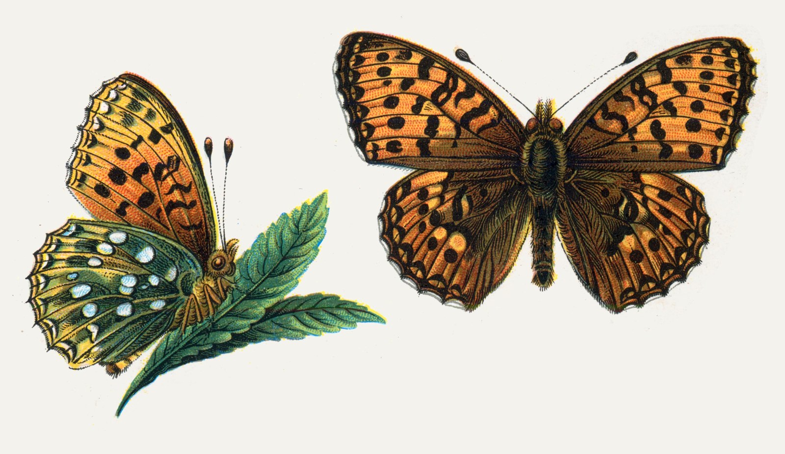 Dark green fritillary — Photographs 2