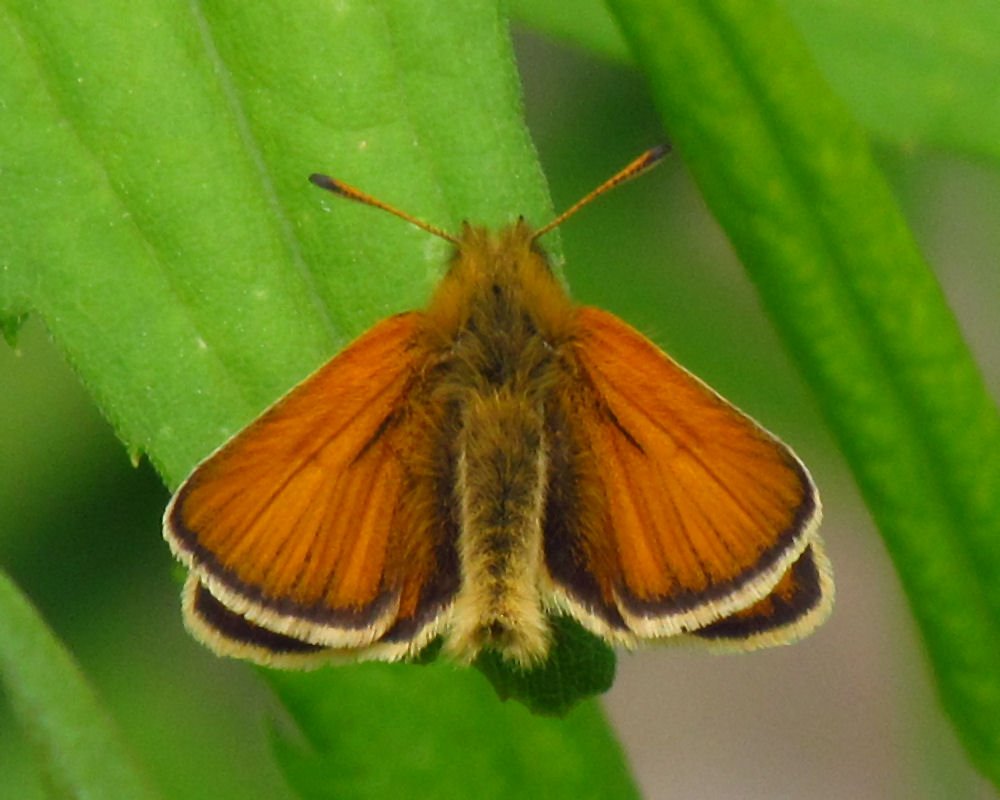 Essex skipper — Photographs 1