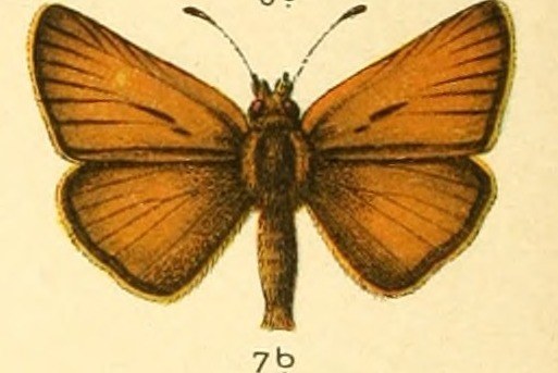 Essex skipper — Photographs 2