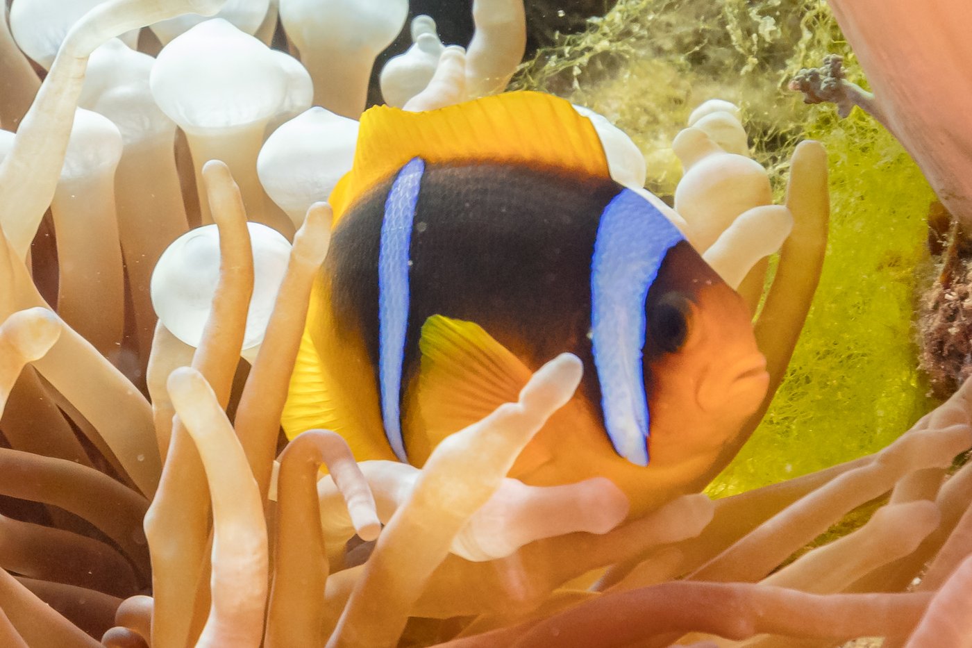 Rotmeer-Anemonenfisch — Fotos 1