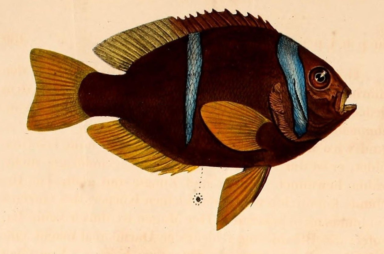 Rotmeer-Anemonenfisch — Fotos 2