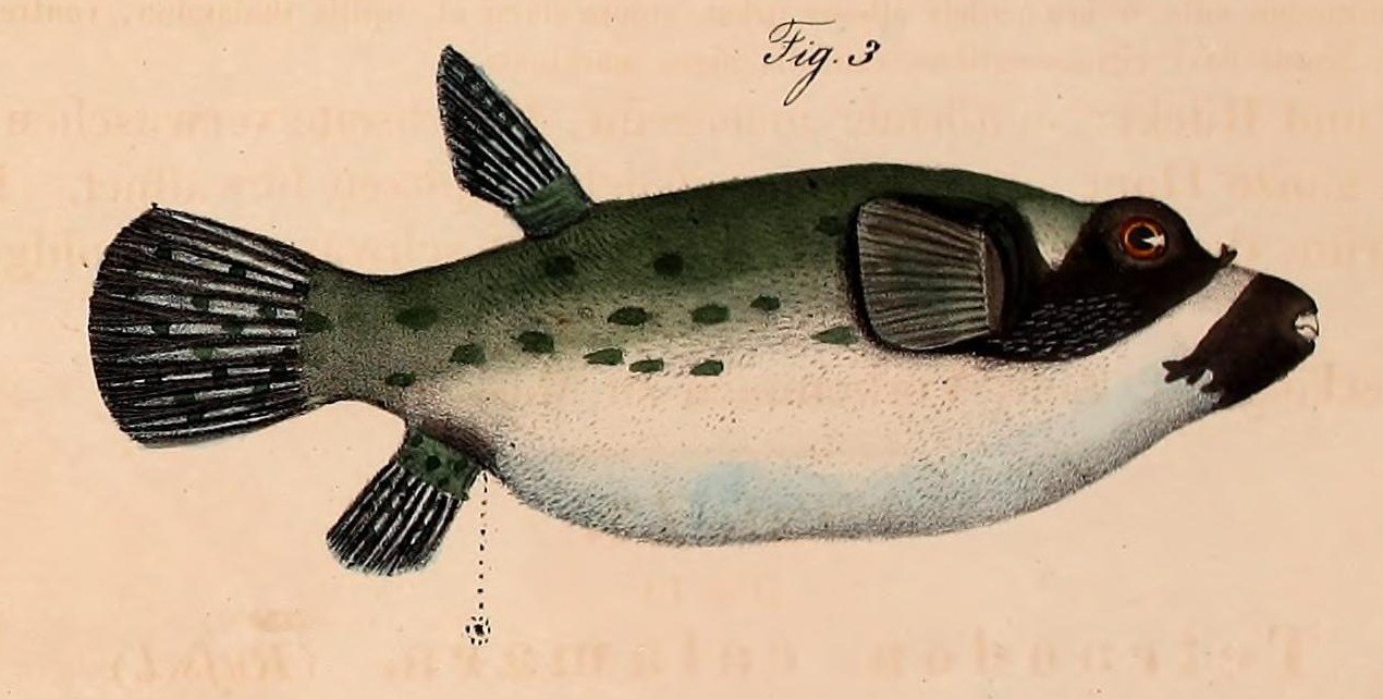 Maskenkugelfisch — Fotos 2