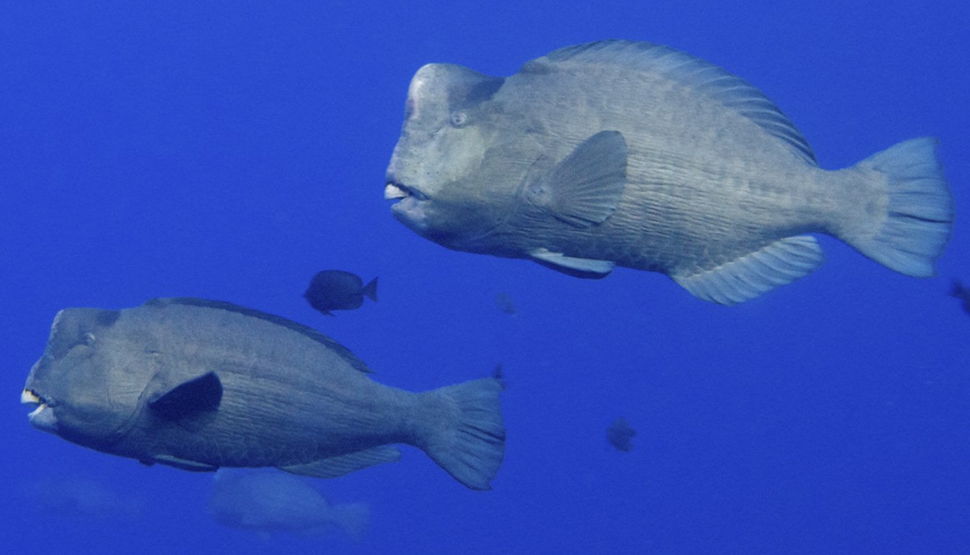 Büffelkopf-Papageifisch — Fotos 1