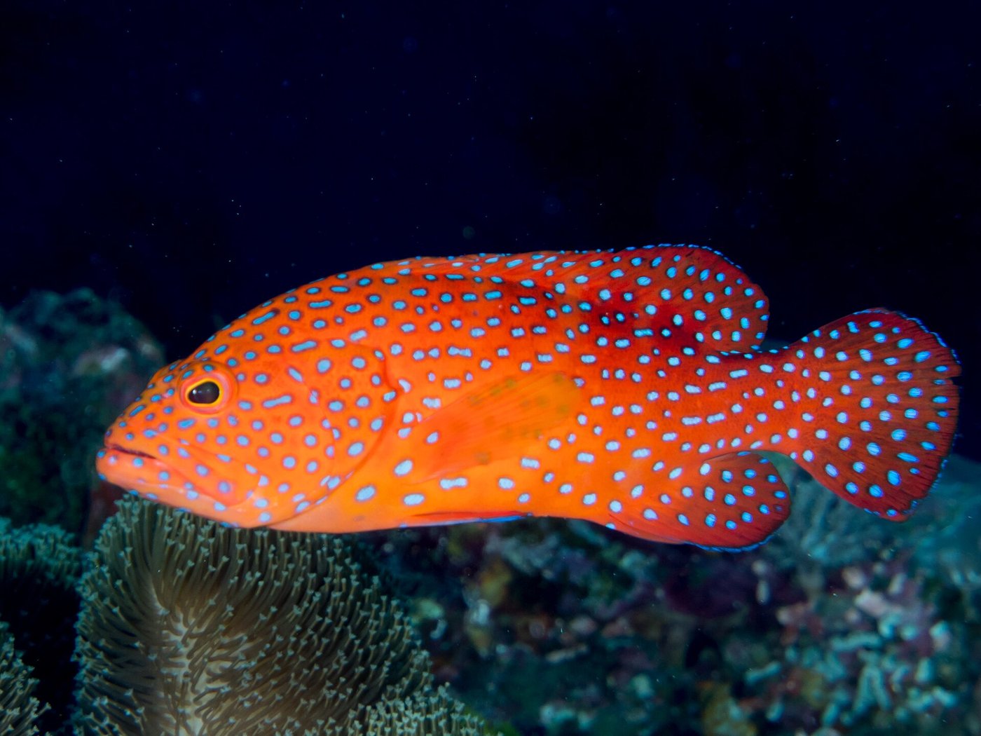 Miniata grouper — Photographs 1