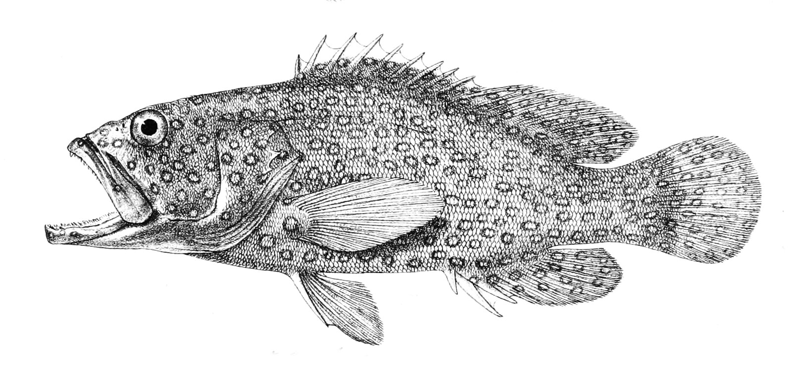 Miniata grouper — Photographs 2