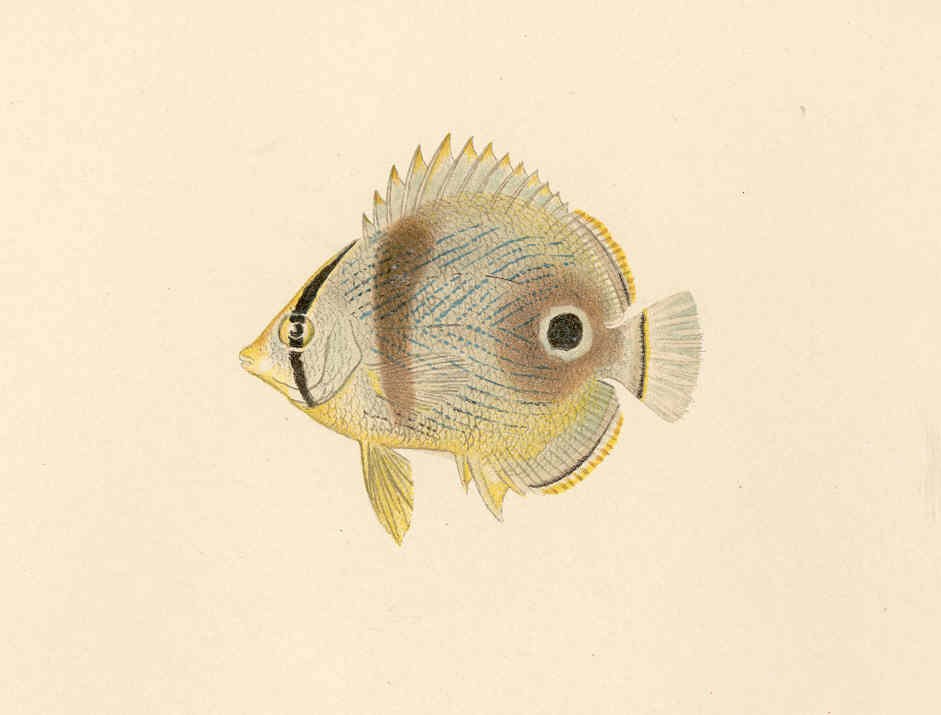Vieraugen-Falterfisch — Fotos 2