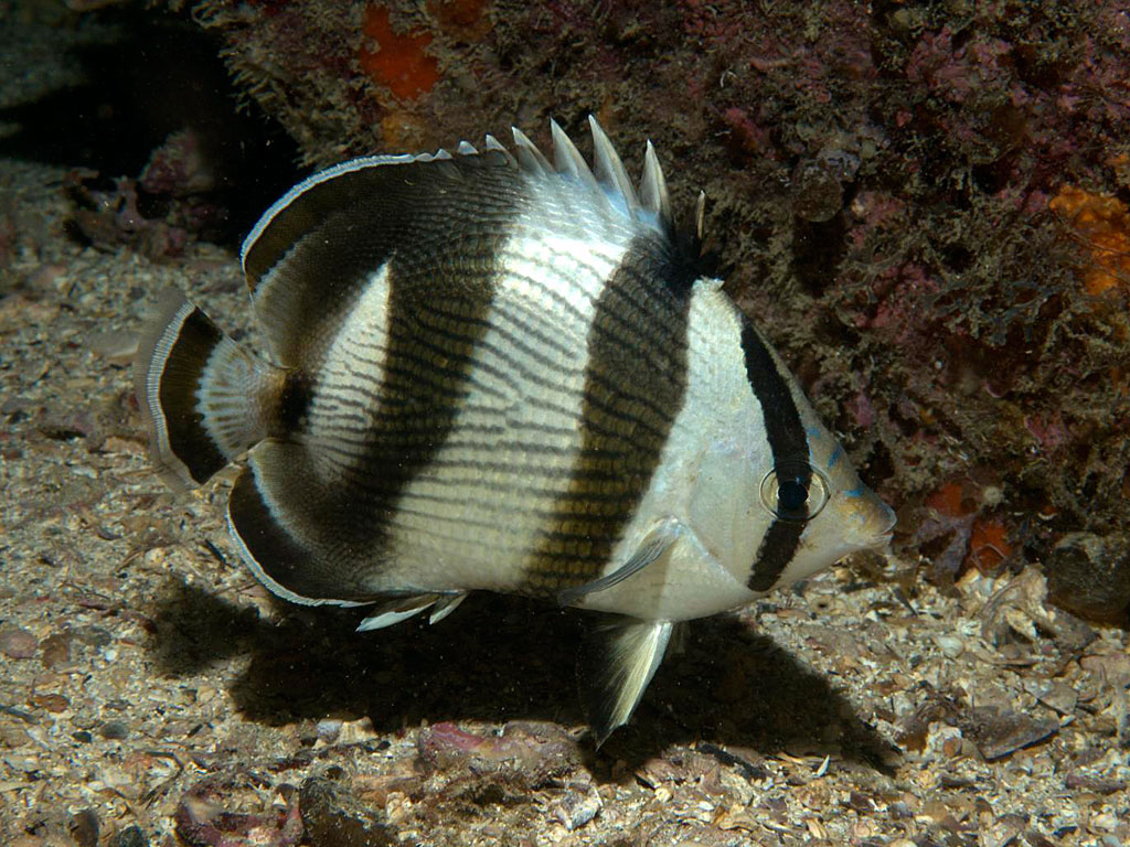 Banded butterflyfish — Photographs 1