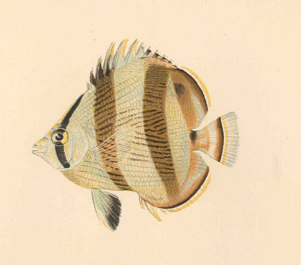 Banded butterflyfish — Photographs 2