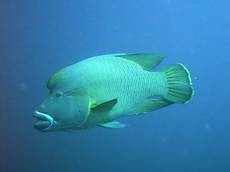 Humphead wrasse — Photographs 1