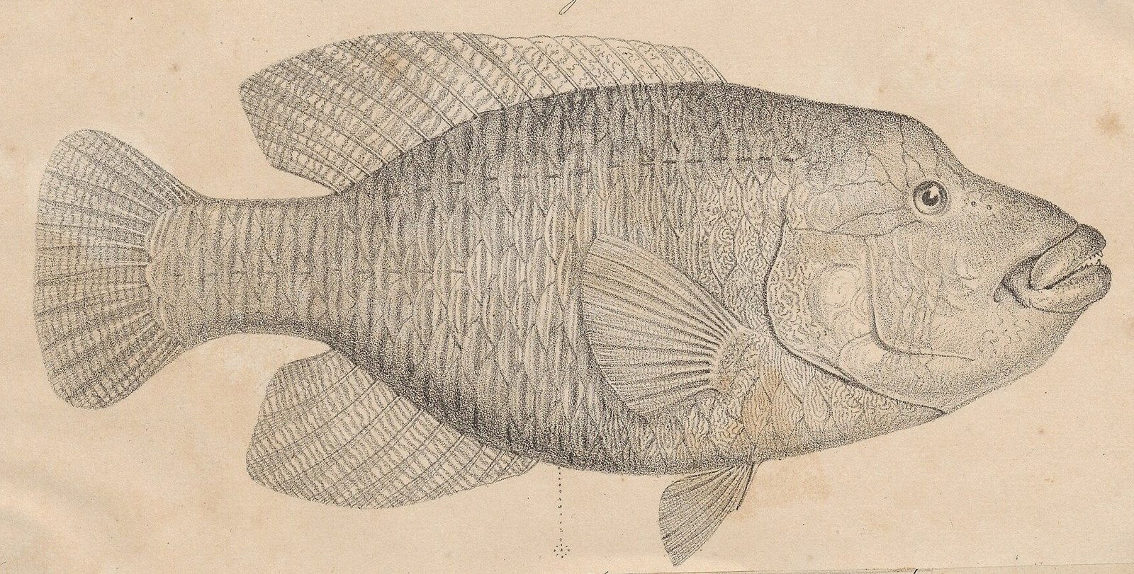 Humphead wrasse — Photographs 2