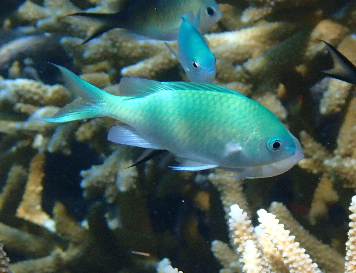 Blue Green Chromis — Photographs 1