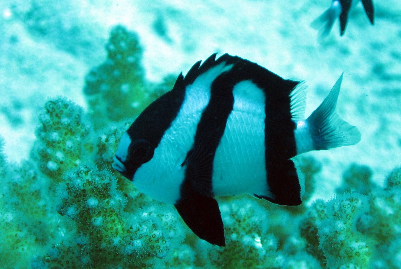 Dreibinden-Preußenfisch — Fotos 1