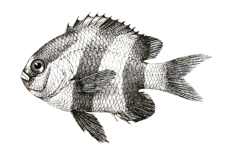 Dreibinden-Preußenfisch — Fotos 2