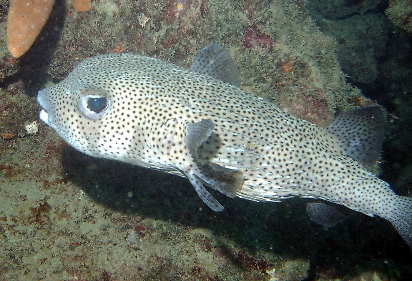 Gepunkteter Igelfisch — Fotos 1