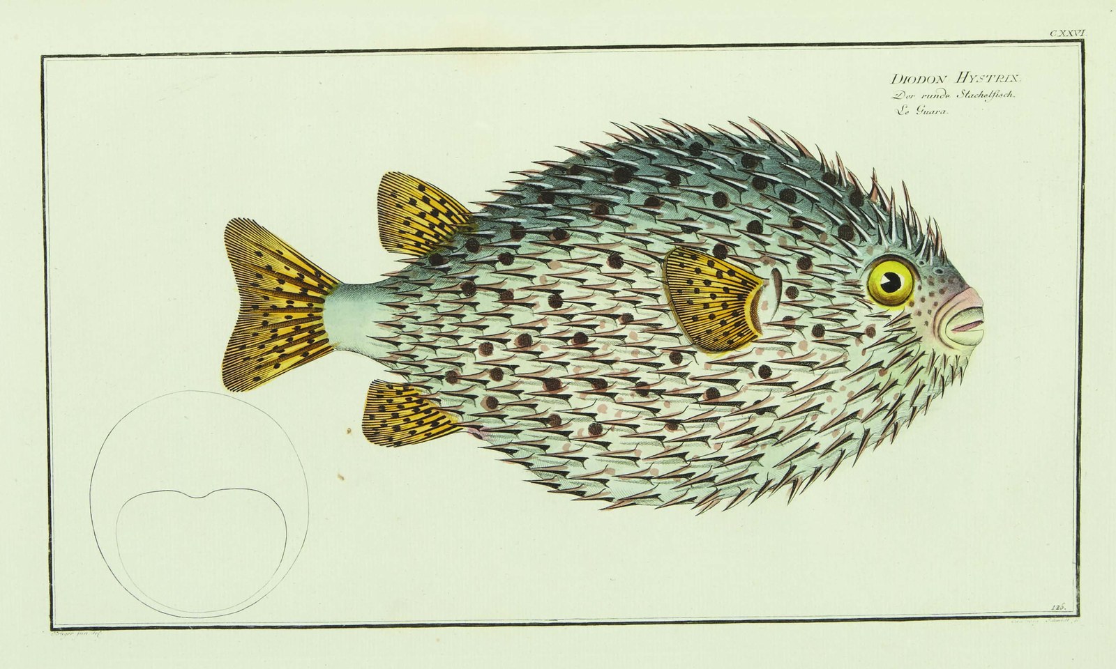 Gepunkteter Igelfisch — Fotos 2
