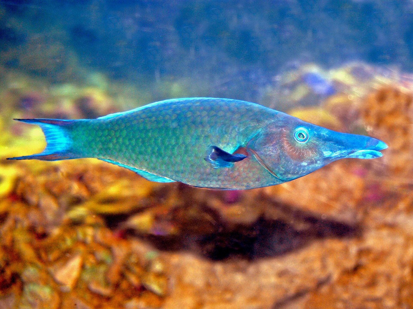 Green birdmouth wrasse — Photographs 1